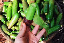 Bơ mini không hạt “giá chát”, đặt mua phải đợi vài ngày vẫn khan hàng