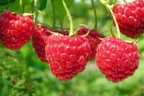 Loại quả nhập khẩu tiền triệu, ở Việt Nam mọc dại khắp nơi 