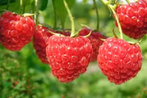 Loại quả nhập khẩu tiền triệu, ở Việt Nam mọc dại khắp nơi 