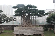 Ngắm cây sanh thế lạ, đại gia có tiền tỷ cũng không mua được