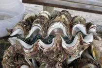 “Quái sò” 50 triệu đồng/con xôn xao thị trường giá "chát" cỡ nào?