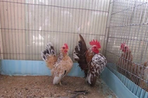 Loài gà bé xíu giá bạc triệu, dân chơi có tiền chưa chắc mua được