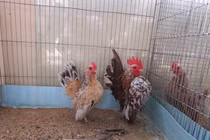 Loài gà bé xíu giá bạc triệu, dân chơi có tiền chưa chắc mua được