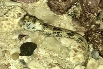 Trăm lần đi biển mới được thưởng thức đặc sản hiếm: Cá thòi lòi