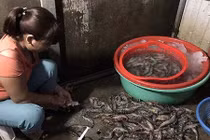 Bột agar mà gian thương bơm vào tôm có hại như thế nào? 