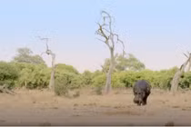 Hà mã một mình đánh đuổi đàn sư tử