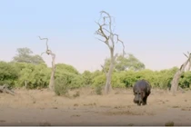 Hà mã một mình đánh đuổi đàn sư tử