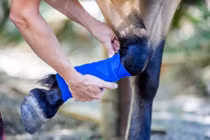 Cái chết thường là lựa chọn duy nhất khi ngựa bị gãy chân? 