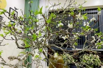 Mận rừng rầm rập đổ bộ chợ mạng, chị em đua nhau mua 