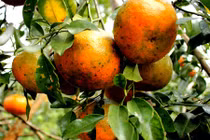 “Lạc trôi” trong vườn cam bù gần 20 tấn chín mọng