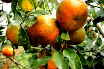 “Lạc trôi” trong vườn cam bù gần 20 tấn chín mọng