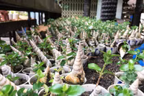 Mãn nhãn bộ sưu tập bonsai mini kỷ lục thế giới của lão nông Khánh Hòa