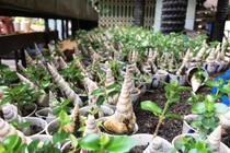 Mãn nhãn bộ sưu tập bonsai mini kỷ lục thế giới của lão nông Khánh Hòa