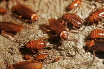 Dùng nước đường kiểu này trong nhà chẳng bao giờ có con gián nào