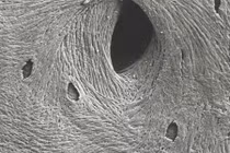 Lần đầu tiên "nuôi" được xương trong phòng thí nghiệm