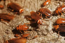 Dùng nước đường kiểu này trong nhà chẳng bao giờ có con gián nào