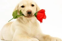 Người tuổi Tuất sinh năm nào thì sẽ được Bồ Tát phù hộ 5 năm tới