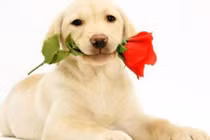 Người tuổi Tuất sinh năm nào thì sẽ được Bồ Tát phù hộ 5 năm tới