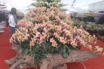 Chậu lan hồ điệp khổng lồ trên gỗ lũa, khách ngắm quên lối về