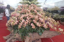 Chậu lan hồ điệp khổng lồ trên gỗ lũa, khách ngắm quên lối về