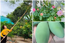 Khu vườn ngập sắc hoa, cây ăn trái trong biệt thự của Vy Oanh