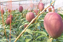 Người trồng hé lộ bí mật tạo ra quả xoài giá trăm triệu đồng