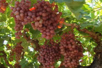 Mỏi mắt ngắm vườn nho Australia đẹp nhất hành tinh