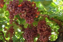 Mỏi mắt ngắm vườn nho Australia đẹp nhất hành tinh