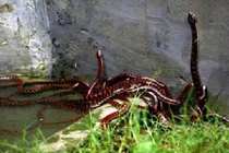 Hình ảnh kinh hoàng trong làng nuôi rắn hốt bạc tỷ