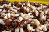 Hiếm, lạ 5 loại đặc sản sống vừa ăn vừa run tay của người Việt