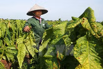 “Say” mùi thuốc lào trong mùa thu hoạch lá ở Hải Phòng 