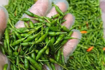 Lạ lùng ớt gió Hà Giang gần triệu đồng/kg vẫn “khan hàng”