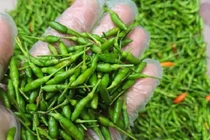 Lạ lùng ớt gió Hà Giang gần triệu đồng/kg vẫn “khan hàng”
