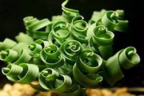 Mê mẩn 10 cây cảnh trang trí nhà hình dáng siêu độc