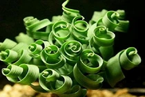 Mê mẩn 10 cây cảnh trang trí nhà hình dáng siêu độc