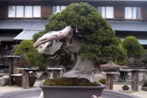 Cây cảnh đắt giá hàng hiếm, đắt giá nhất thế giới