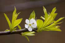 Trẻ sinh vào 3 tháng Âm lịch này, giỏi giang hơn người 