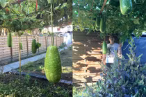 Mướt mắt ngắm những vườn rau Việt ở Đức