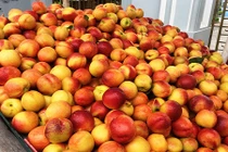 Cách phân biệt đào Trung Quốc đội lốt đào Việt Nam