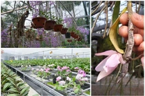 Đại gia 8X sở hữu vườn lan khủng, thu bạc tỷ mỗi tháng