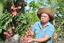 Cận cảnh vườn vải thiều không hạt đang gây sốt ở Bắc Giang