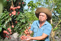 Cận cảnh vườn vải thiều không hạt đang gây sốt ở Bắc Giang