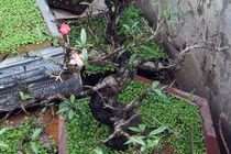 Cách “vạch mặt” đào Trung Quốc giả mạo đào Thất Thốn Nhật Tân