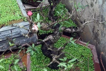 Cách “vạch mặt” đào Trung Quốc giả mạo đào Thất Thốn Nhật Tân