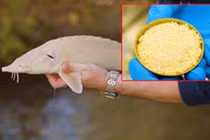 Sửng sốt trứng cá tầm bạch tạng đắt ngang siêu xe