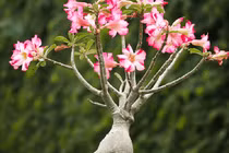 4 loại cây cảnh phải trồng trong chậu nhỏ 