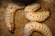 Bật mí “thần dược phòng the” khiến dân đổ xô tìm, kiếm tiền triệu