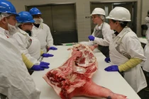 Bà nội trợ Việt lại "phát sốt" với thịt lợn rừng Texas 