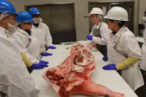 Bà nội trợ Việt lại "phát sốt" với thịt lợn rừng Texas 