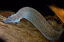 Chạch chấu sông Đà tiền triệu đang gây sốt có gì độc?